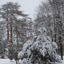 Зимняя сазка