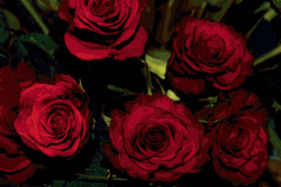 алые розы - цветы, букет - предпросмотр