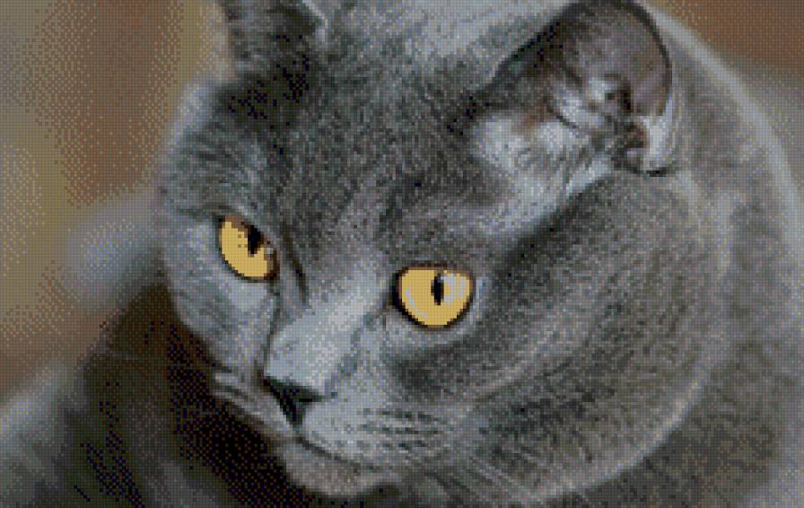 британец - британец, янтарные глаза, кошка, взгляд, кот, серый - предпросмотр