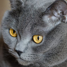 Схема вышивки «британец»