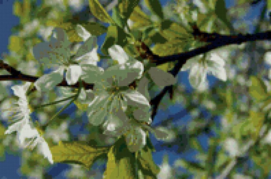 Яблоня в цвету - цветы, природа - предпросмотр