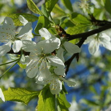 Схема вышивки «Яблоня в цвету»