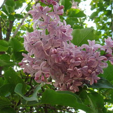 Схема вышивки «сирень»