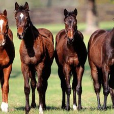Схема вышивки «лошади»