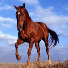 Схема вышивки «лошадь»