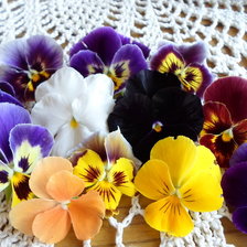 Схема вышивки «Анютины глазки»