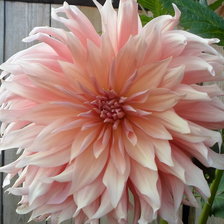 Схема вышивки «Георгин "Пудра"»