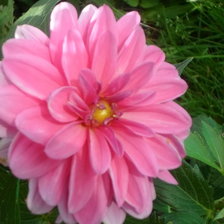 Схема вышивки «Георгин "Барби"»