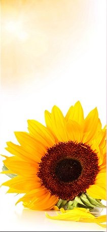 подсолнух 1 - цветы - оригинал