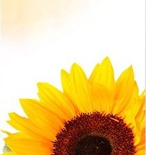 Схема вышивки «подсолнух 1»