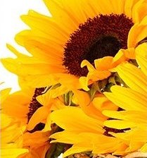 подсолнух 2