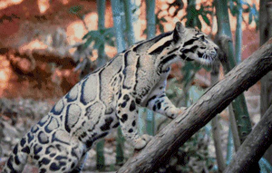 Дымчатый леопард - животные, дымчатый леопард, кошки - предпросмотр