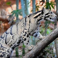 Схема вышивки «Дымчатый леопард»