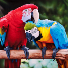 Схема вышивки «Попугай ара»