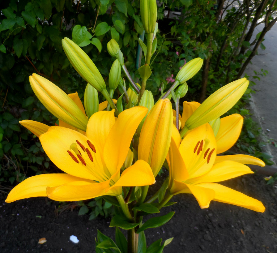 Лилия - цветы, лилия - оригинал