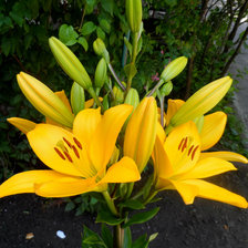 Схема вышивки «Лилия»