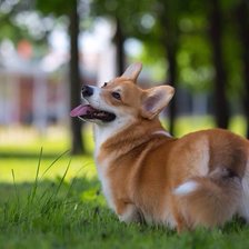 Схема вышивки «Корги»