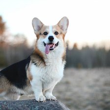 Схема вышивки «Корги»