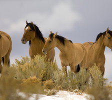 Схема вышивки «№888252»