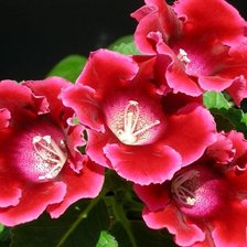 Схема вышивки «граммофончики»