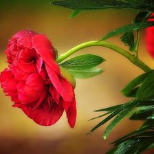 Схема вышивки «пионы»