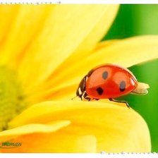 божья коровка