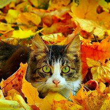 Схема вышивки «кот в осенней листве»