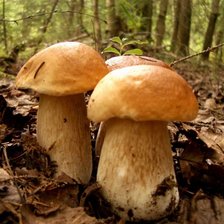 Схема вышивки «осенний урожай»