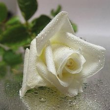 Схема вышивки «роза»