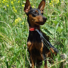 Схема вышивки «Пинчер Бася»