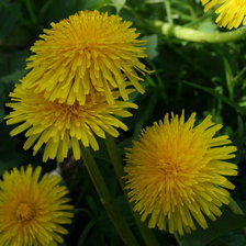 Схема вышивки «одуванчик»