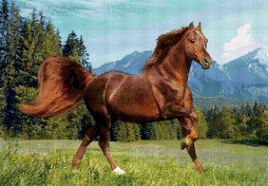 лошадь - животные, лошади - предпросмотр