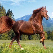 Схема вышивки «лошадь»