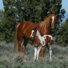 Схема вышивки «нежность»