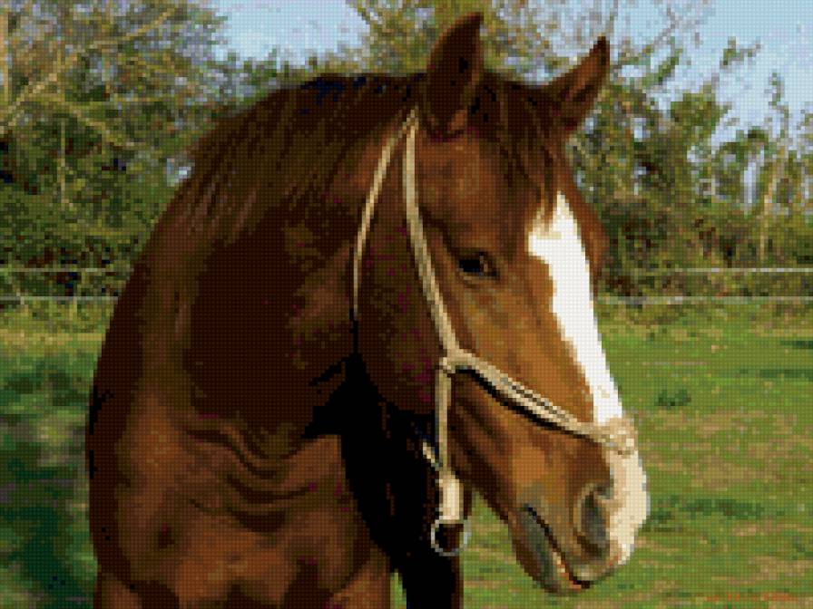 лошадь - животные, лошади - предпросмотр