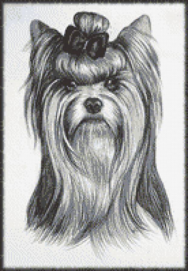 йорк - предпросмотр