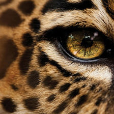 Схема вышивки «взгляд»