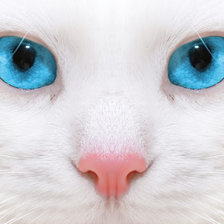 Схема вышивки «взгляд кота»