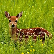 Схема вышивки «олень на лугу»