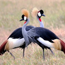 Схема вышивки «танец журавлей»