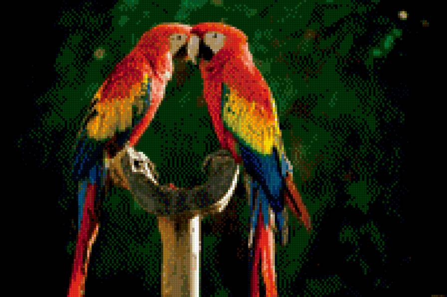 пара попугаев - птицы, попугаи, пара - предпросмотр