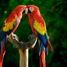 Схема вышивки «пара попугаев»