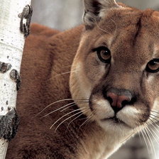 Схема вышивки «пума»