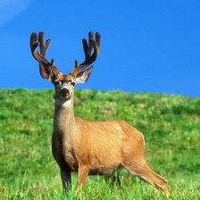 гордый олень