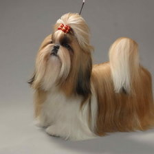 Схема вышивки «ши-тцу»