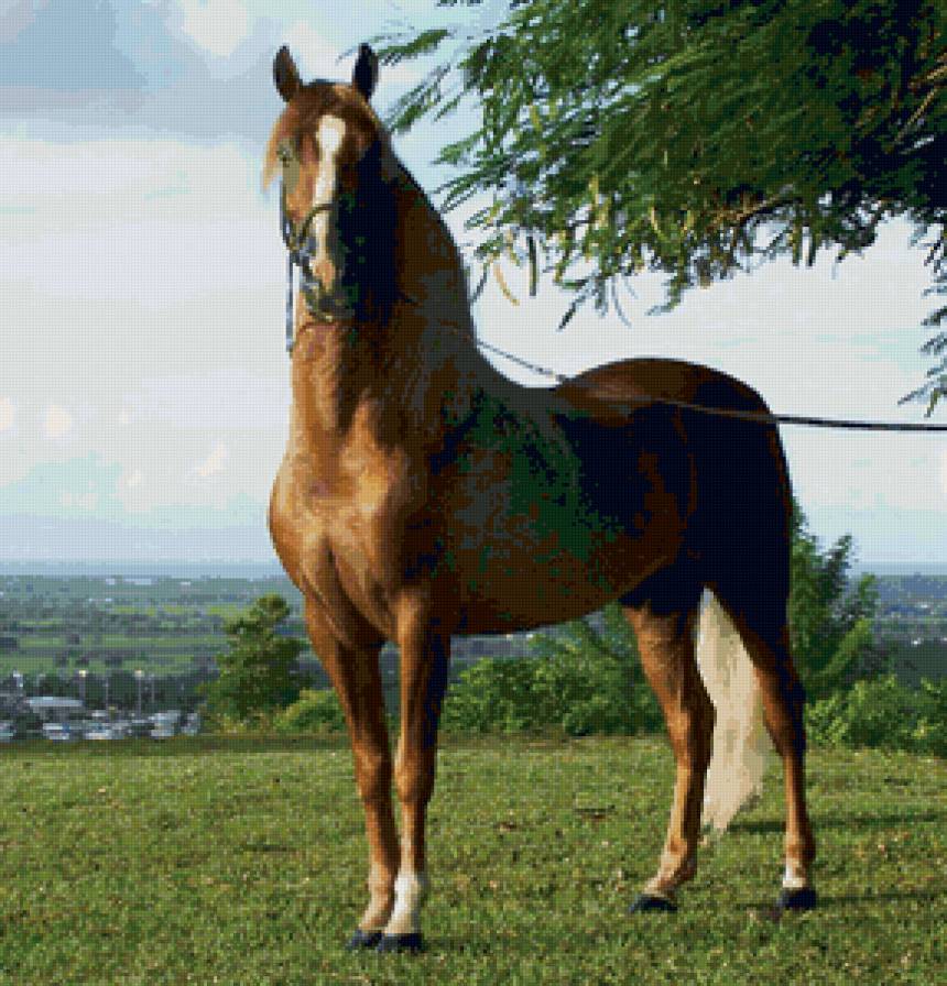 лошадь - лошади, пейзаж, животные - предпросмотр