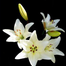 Схема вышивки «Цветы»