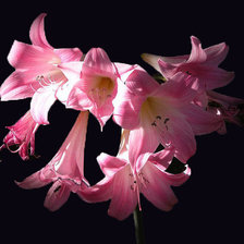 Схема вышивки «цветы»