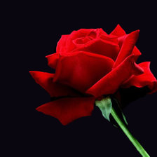 Схема вышивки «Роза»