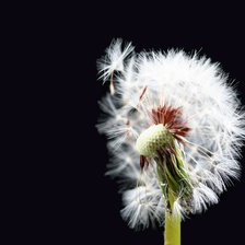 Схема вышивки «одуванчик»